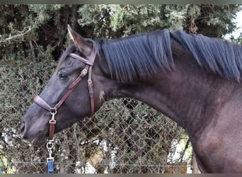 Andalou, Jument, 4 Ans, 160 cm, Noir