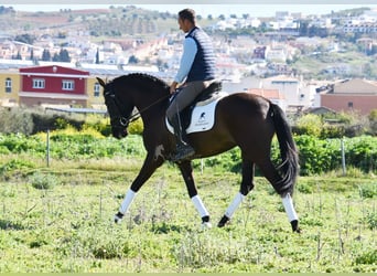 Andalou, Jument, 4 Ans, 160 cm, Noir