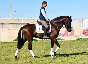 Andalou, Jument, 4 Ans, 160 cm, Noir