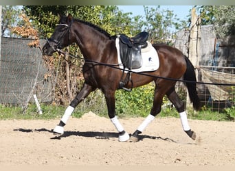 Andalou, Jument, 4 Ans, 160 cm, Noir