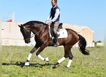 Andalou, Jument, 4 Ans, 160 cm, Noir