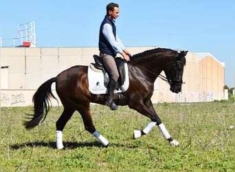 Andalou, Jument, 4 Ans, 160 cm, Noir