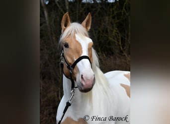 Andalou Croisé, Jument, 4 Ans, 161 cm, Pinto
