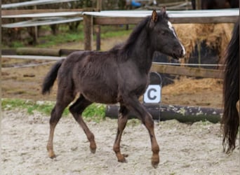 Andalou, Jument, 4 Ans, 163 cm, Pinto