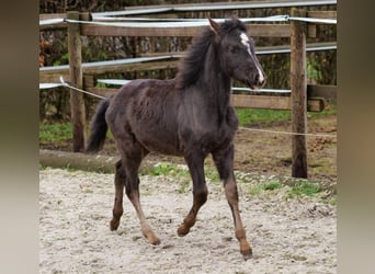 Andalou, Jument, 4 Ans, 163 cm, Pinto