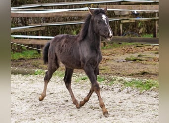 Andalou, Jument, 4 Ans, 163 cm, Pinto