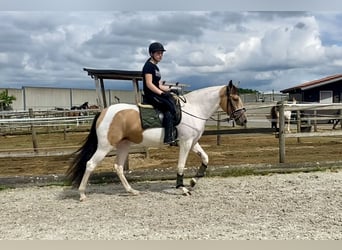 Andalou, Jument, 4 Ans, 163 cm, Pinto