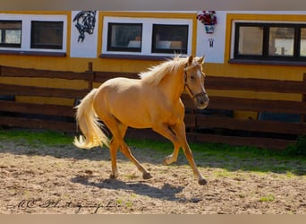 Andalou, Jument, 4 Ans, 164 cm, Palomino