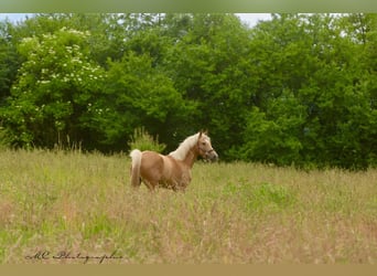 Andalou, Jument, 4 Ans, 164 cm, Palomino