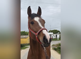 Andalou, Jument, 4 Ans, 165 cm, Bai