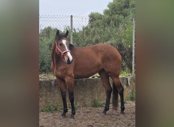 Andalou, Jument, 4 Ans, 165 cm, Bai