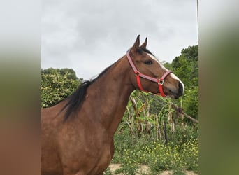Andalou, Jument, 4 Ans, 165 cm, Bai
