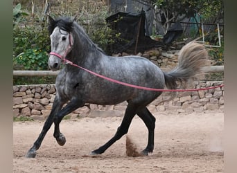 Andalou, Jument, 4 Ans, 170 cm, Gris