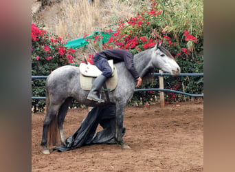Andalou, Jument, 5 Ans, 149 cm, Gris