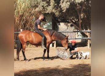 Andalou, Jument, 5 Ans, 150 cm, Bai Andalou, Jument, 5 Ans, 150 cm, Bai