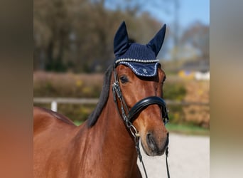 Andalou, Jument, 5 Ans, 152 cm, Bai