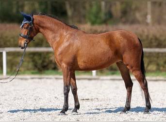 Andalou, Jument, 5 Ans, 152 cm, Bai