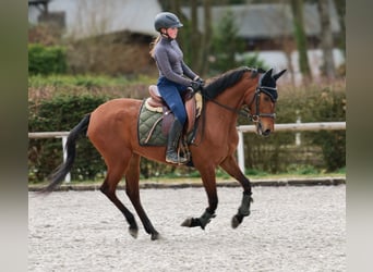 Andalou, Jument, 5 Ans, 152 cm, Bai