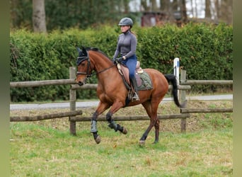 Andalou, Jument, 5 Ans, 152 cm, Bai