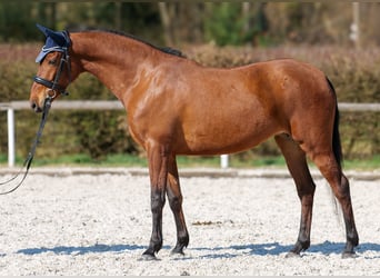 Andalou, Jument, 5 Ans, 152 cm, Bai