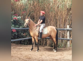 Andalou, Jument, 5 Ans, 153 cm, Isabelle Andalou, Jument, 5 Ans, 153 cm, Isabelle