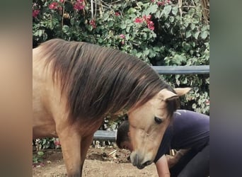 Andalou, Jument, 5 Ans, 153 cm, Isabelle Andalou, Jument, 5 Ans, 153 cm, Isabelle