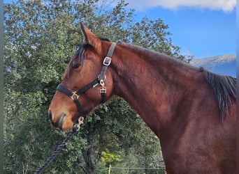 Andalou, Jument, 5 Ans, 154 cm