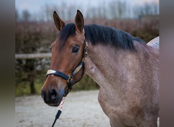 Andalou, Jument, 5 Ans, 155 cm, Aubère