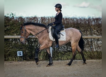 Andalou, Jument, 5 Ans, 155 cm, Aubère