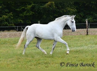 Andalou, Jument, 5 Ans, 155 cm, Gris