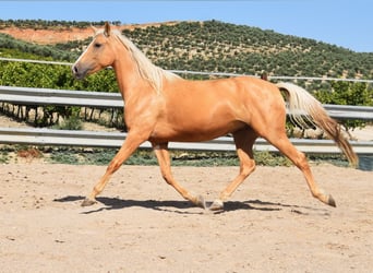 Andalou, Jument, 5 Ans, 156 cm, Palomino