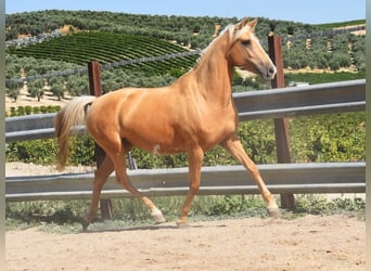 Andalou, Jument, 5 Ans, 156 cm, Palomino