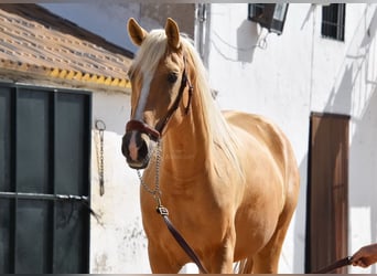 Andalou, Jument, 5 Ans, 156 cm, Palomino