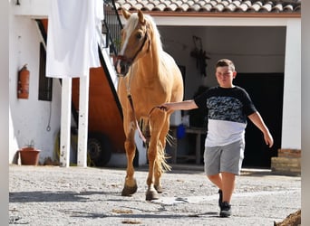 Andalou, Jument, 5 Ans, 156 cm, Palomino