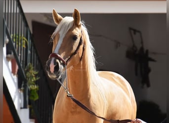 Andalou, Jument, 5 Ans, 156 cm, Palomino