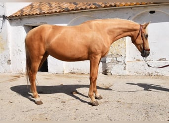 Andalou, Jument, 5 Ans, 156 cm, Palomino