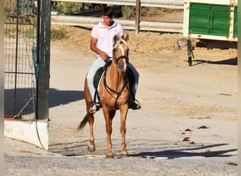 Andalou, Jument, 5 Ans, 156 cm, Palomino