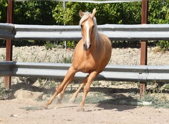 Andalou, Jument, 5 Ans, 156 cm, Palomino