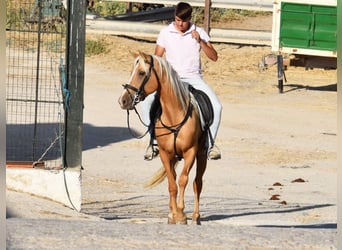 Andalou, Jument, 5 Ans, 156 cm, Palomino