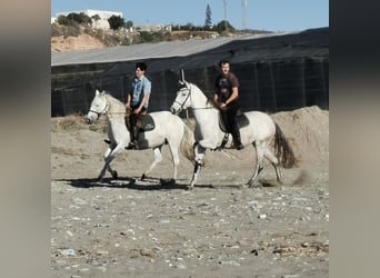 Andalou, Jument, 5 Ans, 158 cm, Gris