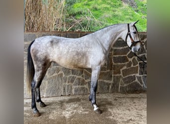 Andalou, Jument, 5 Ans, 158 cm, Gris