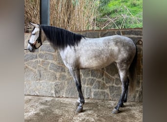 Andalou, Jument, 5 Ans, 158 cm, Gris