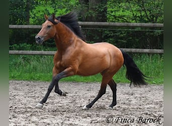 Andalou, Jument, 5 Ans, 159 cm, Bai