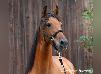 Andalou, Jument, 5 Ans, 159 cm, Bai