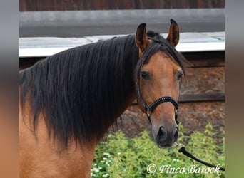 Andalou, Jument, 5 Ans, 159 cm, Bai