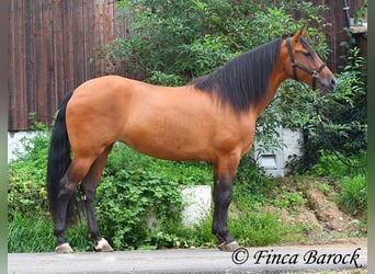 Andalou, Jument, 5 Ans, 159 cm, Bai