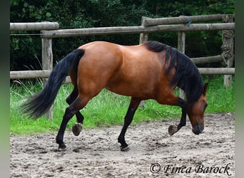Andalou, Jument, 5 Ans, 159 cm, Bai