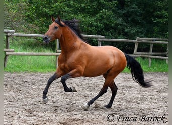 Andalou, Jument, 5 Ans, 159 cm, Bai