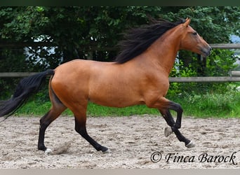 Andalou, Jument, 5 Ans, 159 cm, Bai