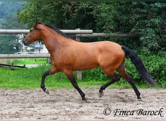 Andalou, Jument, 5 Ans, 159 cm, Bai